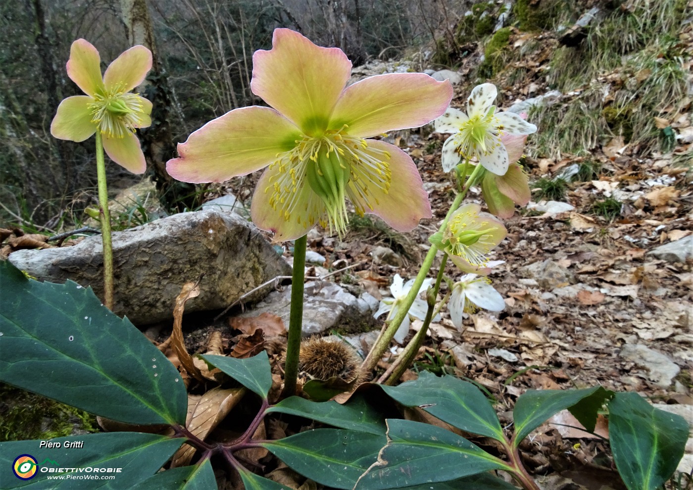 21 Rose di Natale - Ellebori - (Helleborus niger).JPG